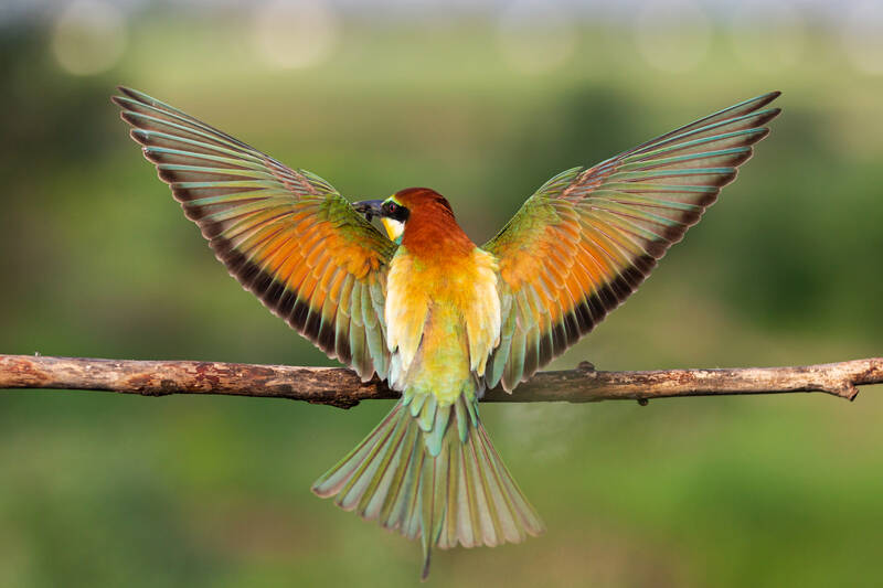 Vogel